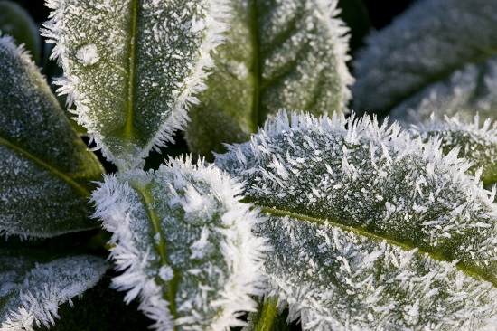 how-do-plants-survive-the-cold-turf-unlimited