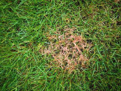 The truth about Red Thread | Turf Unlimited