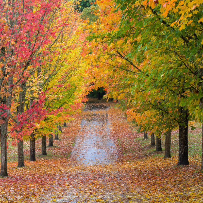 The 8 New England Trees With Fall Colors That Will Dazzle