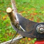 Tree pruning, Tree Shrub Care, Tyngsboro, Massachusetts