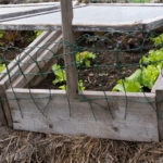 cold frame garden