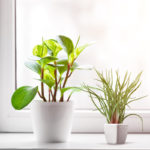 easy to care for houseplants