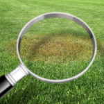 how to treat lawn diseases