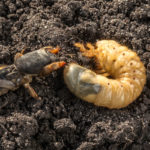 grub pest control