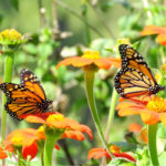 Attract butterflies to your Massachusetts garden with our butterfly guide.