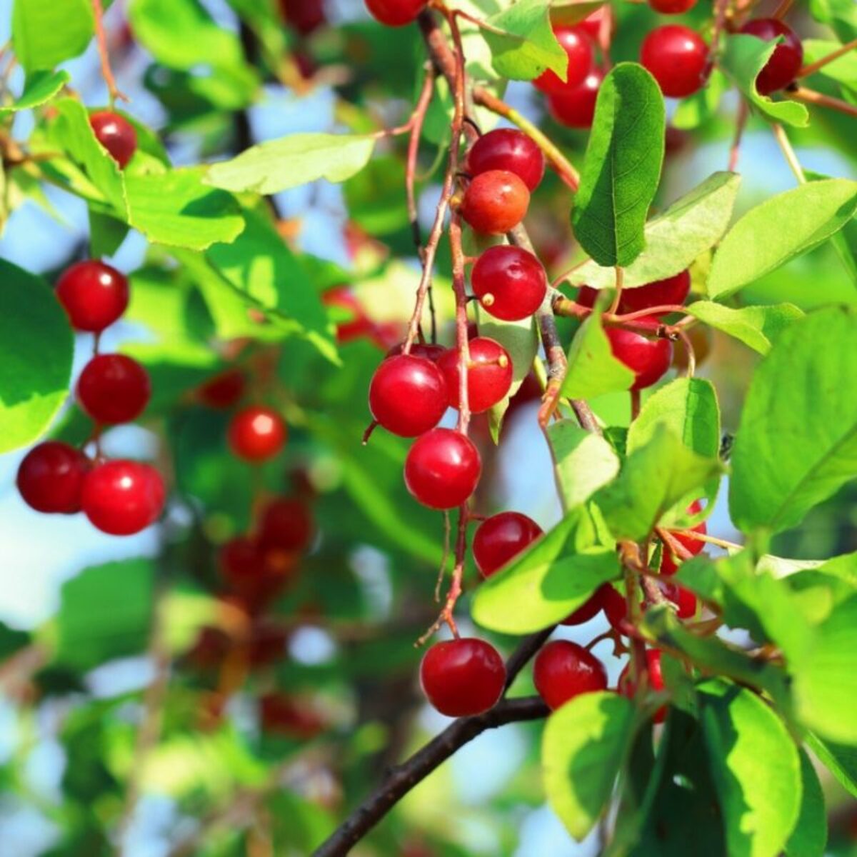 Poisonous berries store