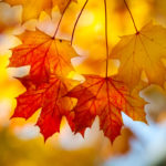 Maple trees have some of the most beautiful fall colors, making them an excellent addition to your Merrimack, NH yard.