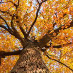 Protect your trees with these fall tree care tips so your Hudson, MA trees can survive the fall and winter and be ready to thrive in the spring.