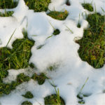 Snow mold control in Hudson, MA will help ensure you're only finding green grass under the melting snow.