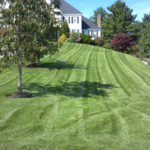 Turf Lawn