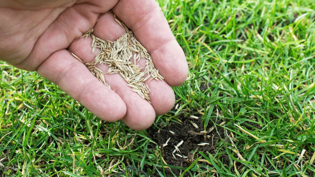 Grass Seed Massachusetts